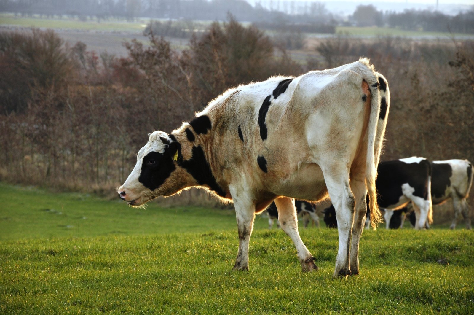 a few cows standing in a field eating some grass