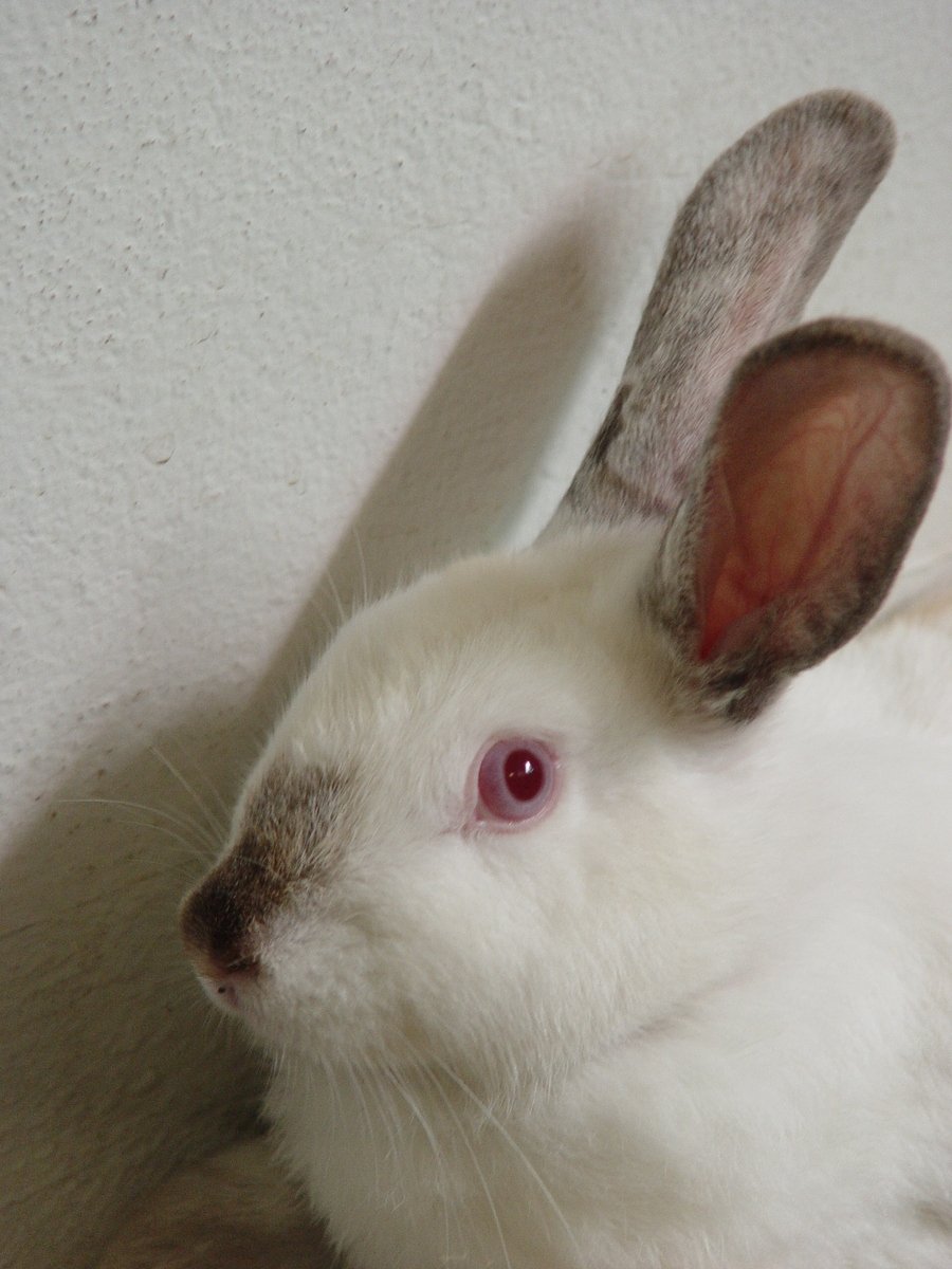close up po of a white bunny with large ears