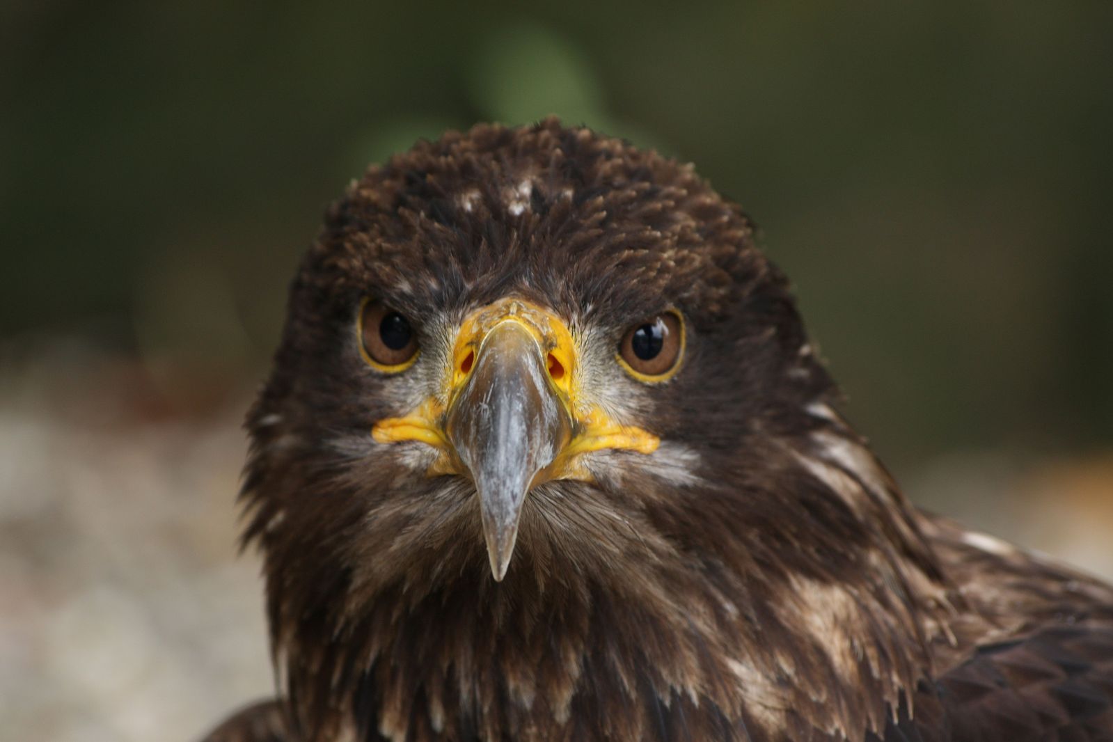 an eagle is shown in close up for a po
