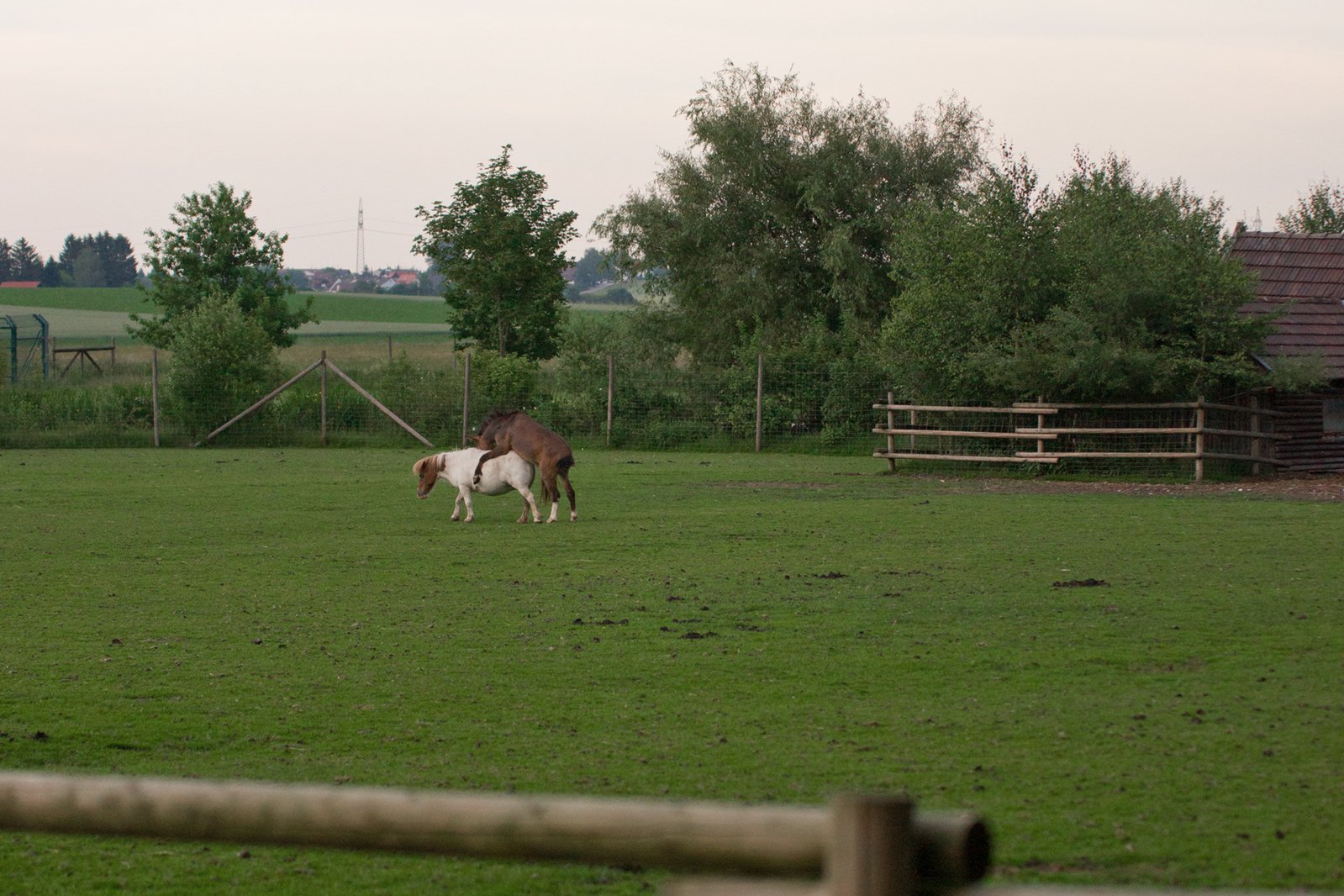 horse standing next to other animal on top of a field