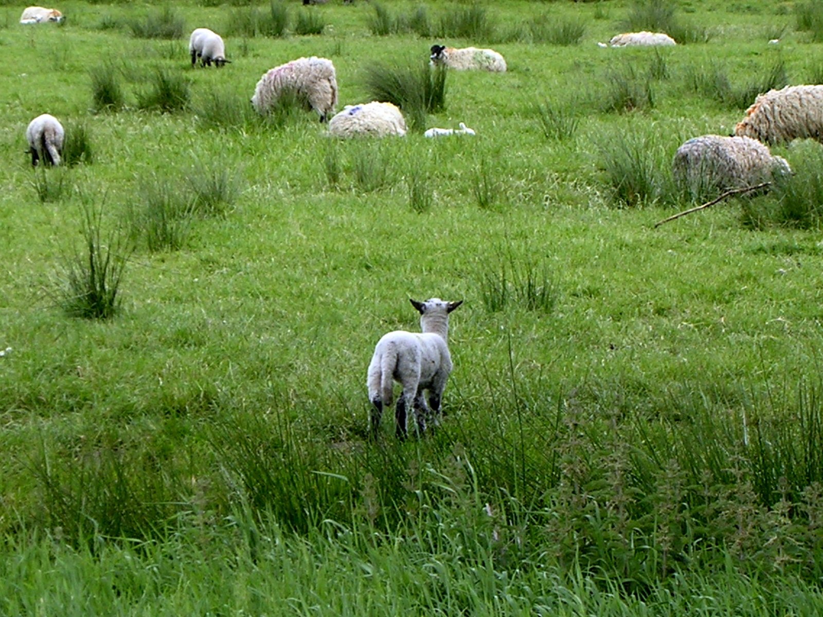 sheep grazing in a field while another sheep looks on