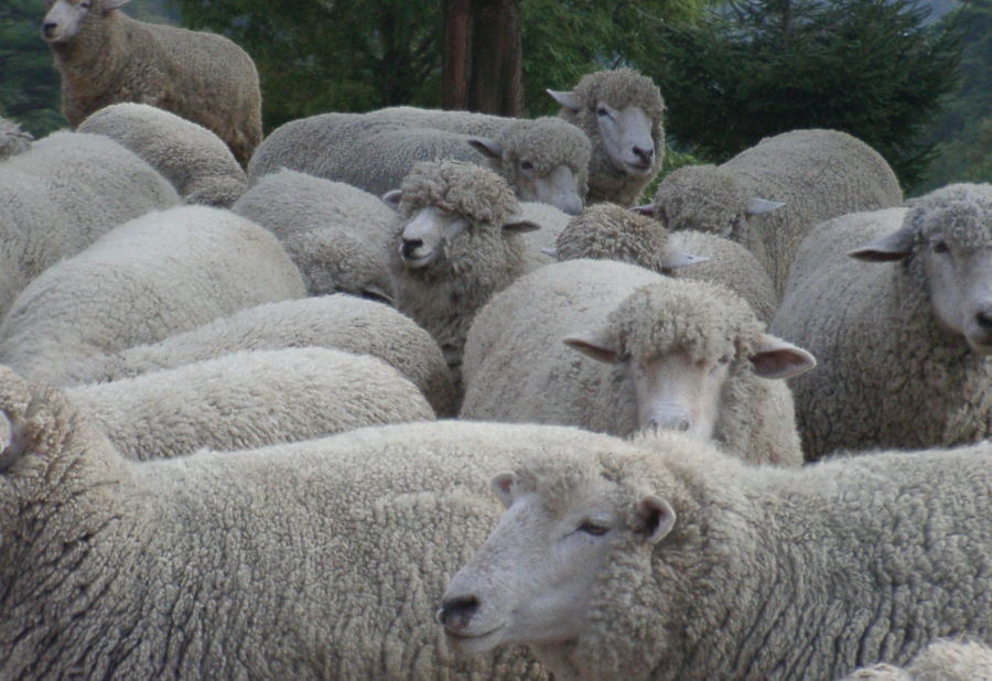a herd of white sheep standing on top of a lush green hillside
