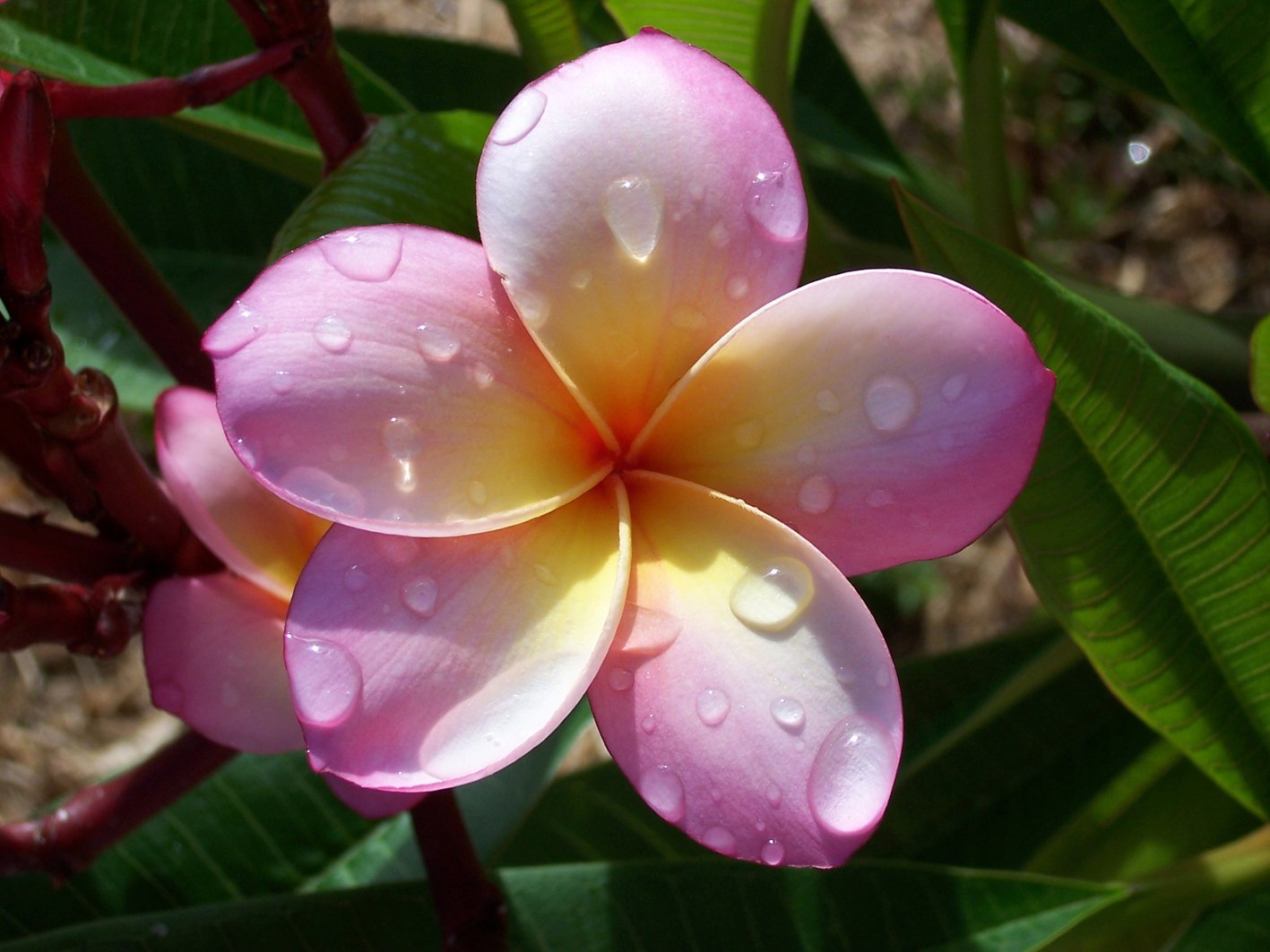 a pink flower has water droplets on it