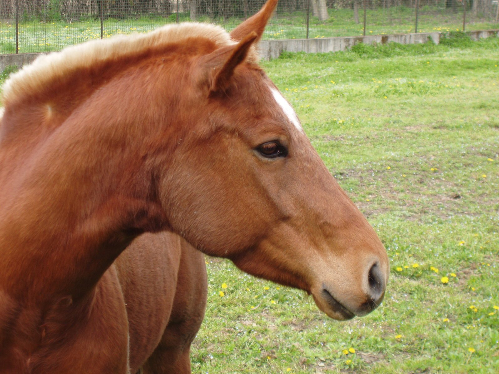 a brown horse with white patches on its face standing in a field