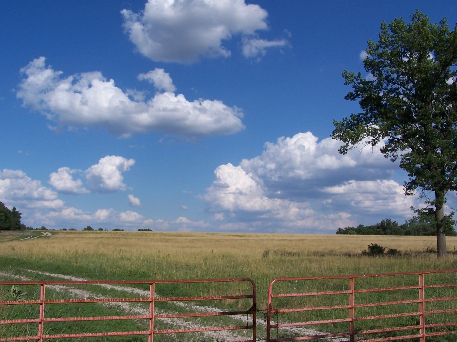 a field that has a tree in it