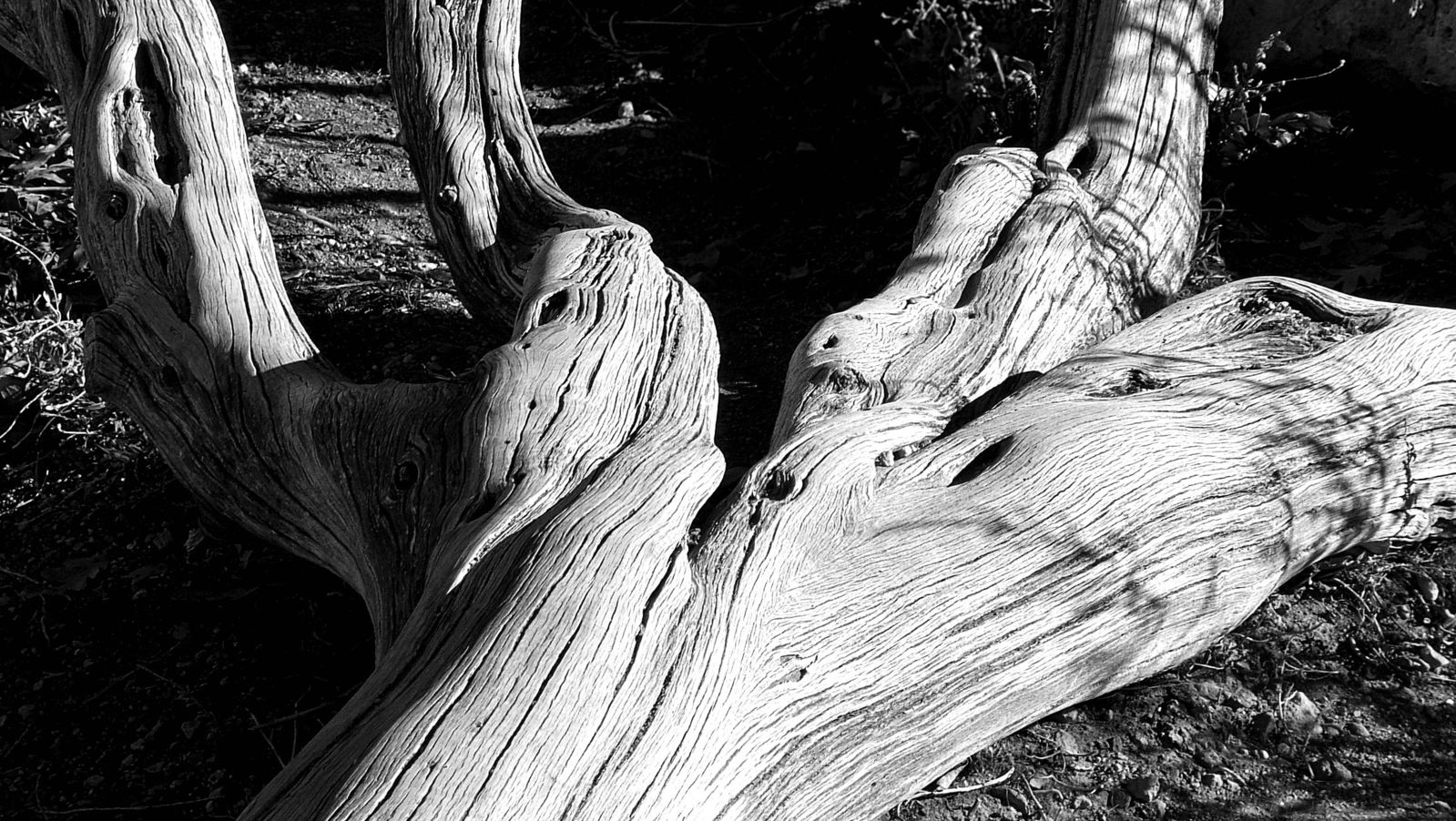 a large log sitting in a field next to a tree