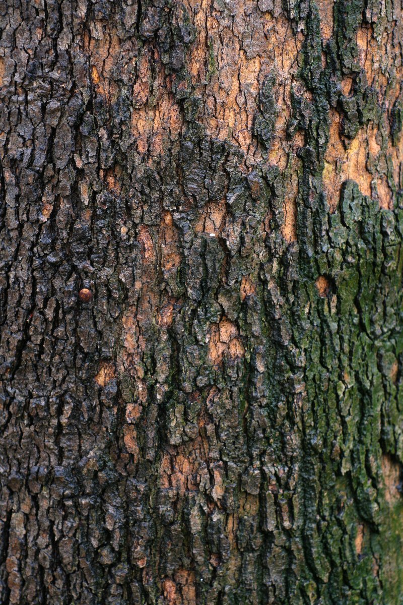the bark of an adult tree is brown and black