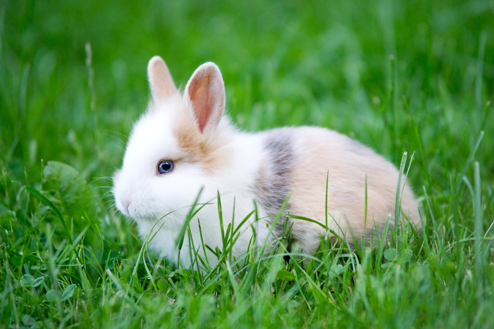 a rabbit is sitting in the grass and looking at the camera
