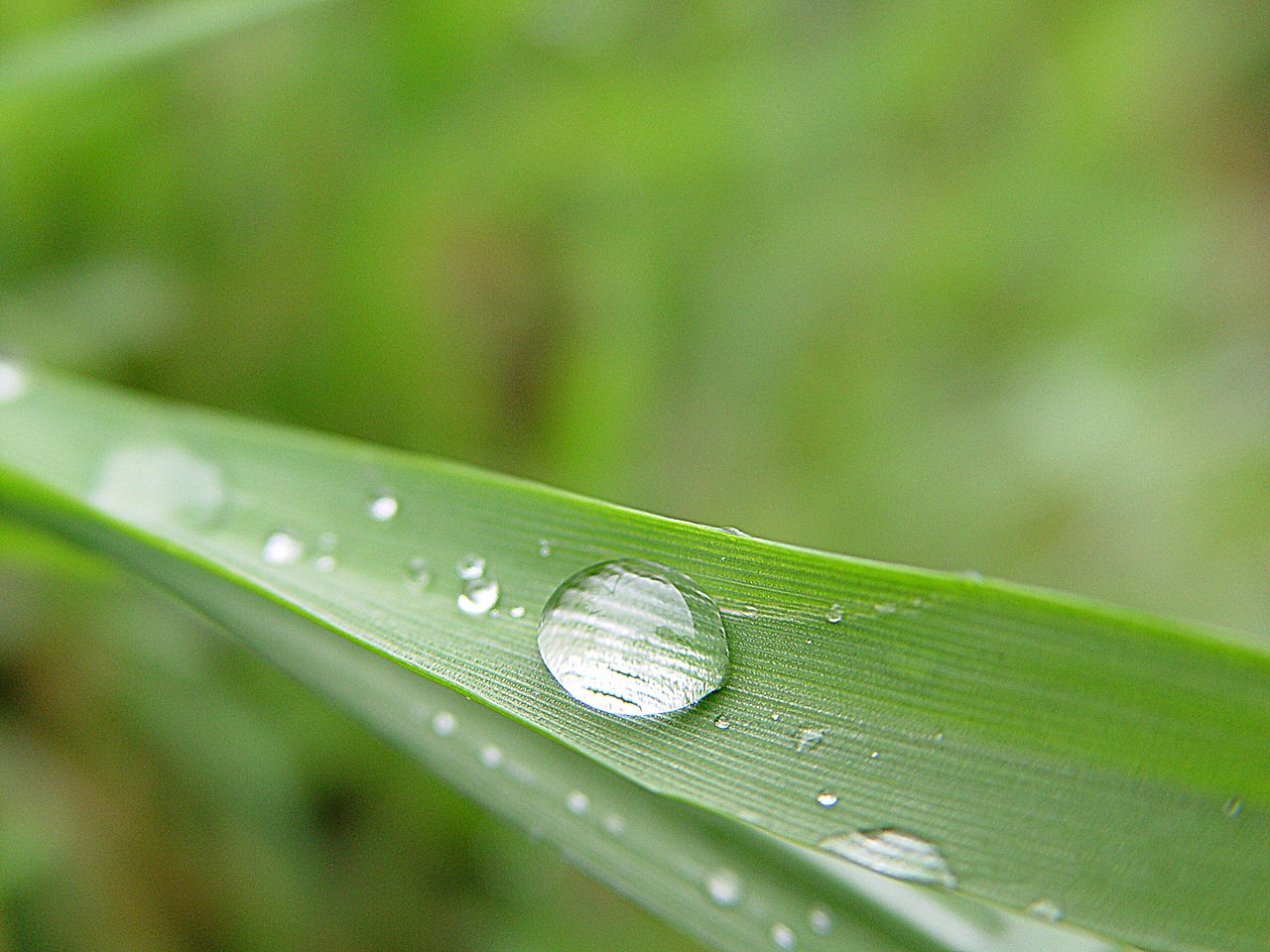 the leaf is covered with water droplets and has a small drop of water on it