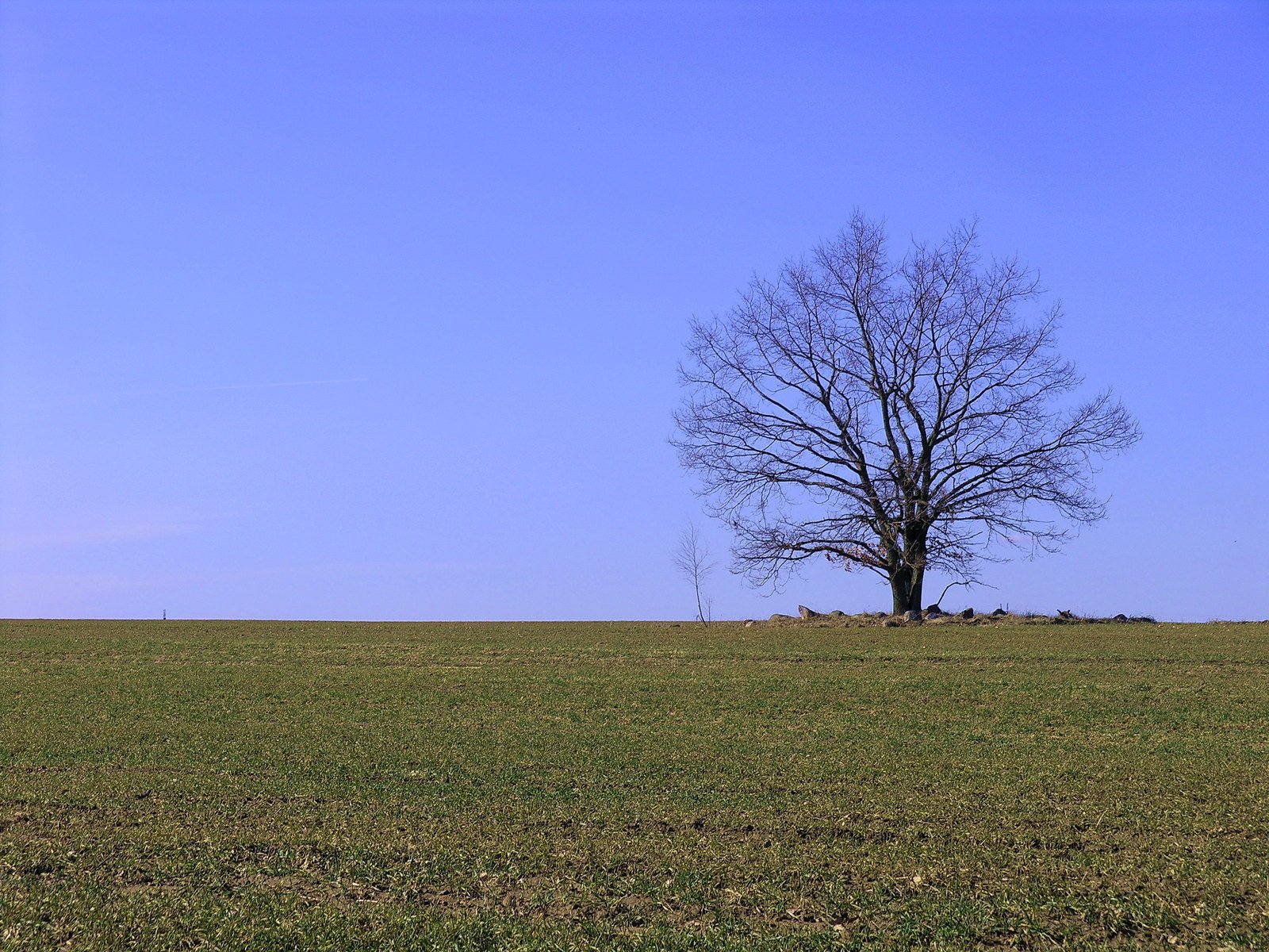 a lone tree stands alone in the middle of a grassy field