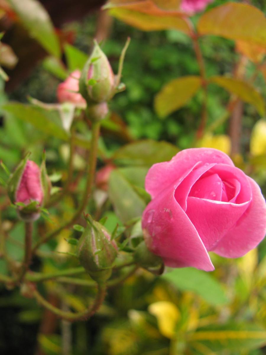 pink flower with green leaves in the background