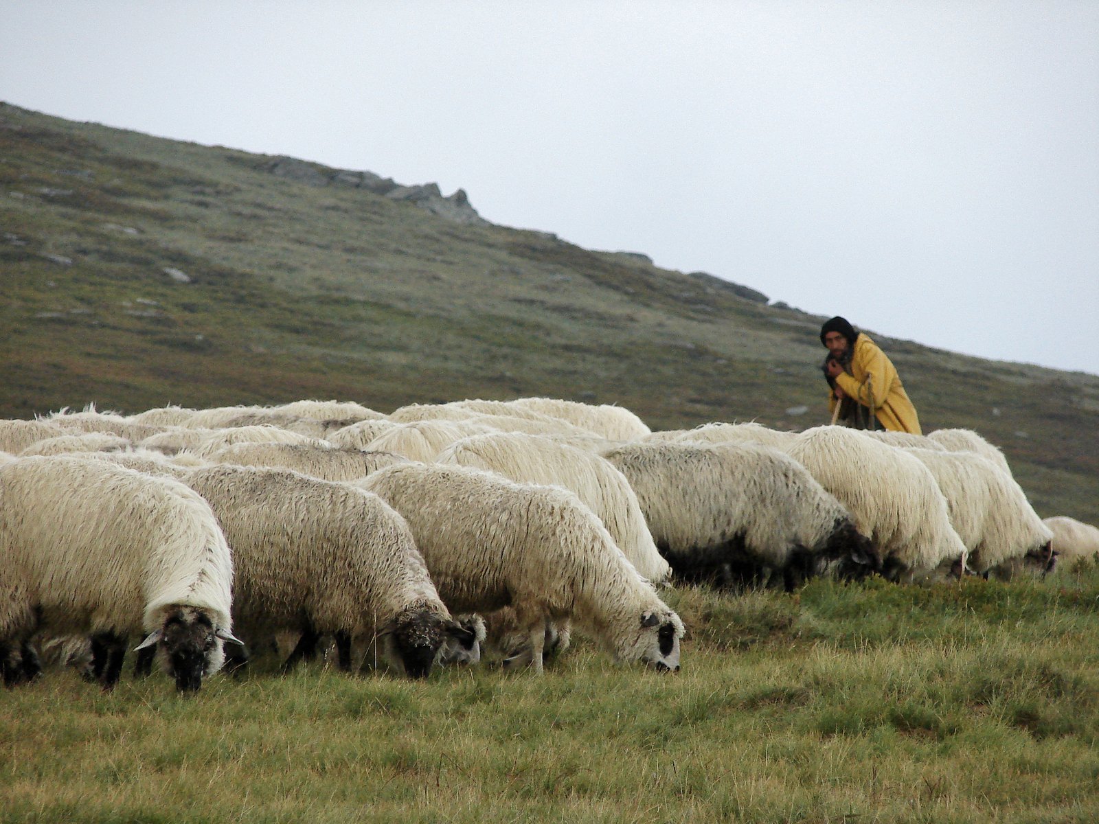 a man who is looking at a herd of sheep