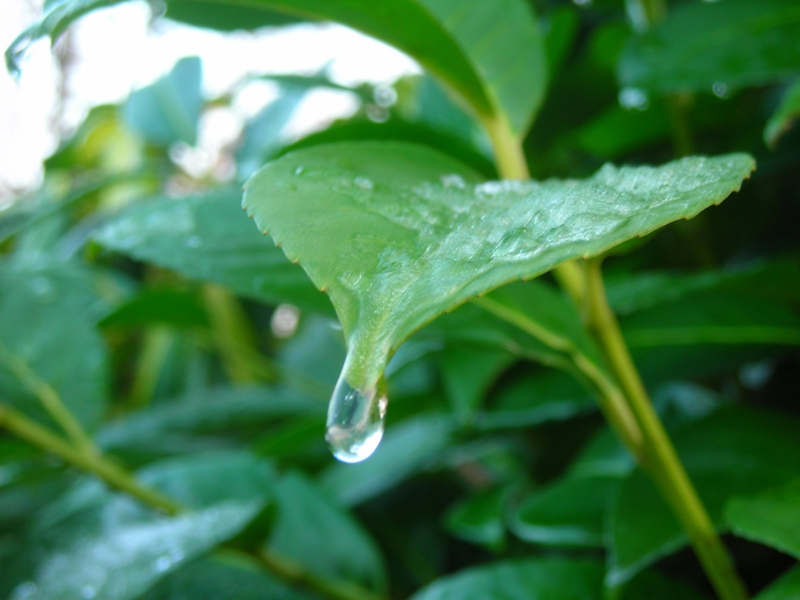 a green leaf is pictured with water drops on it