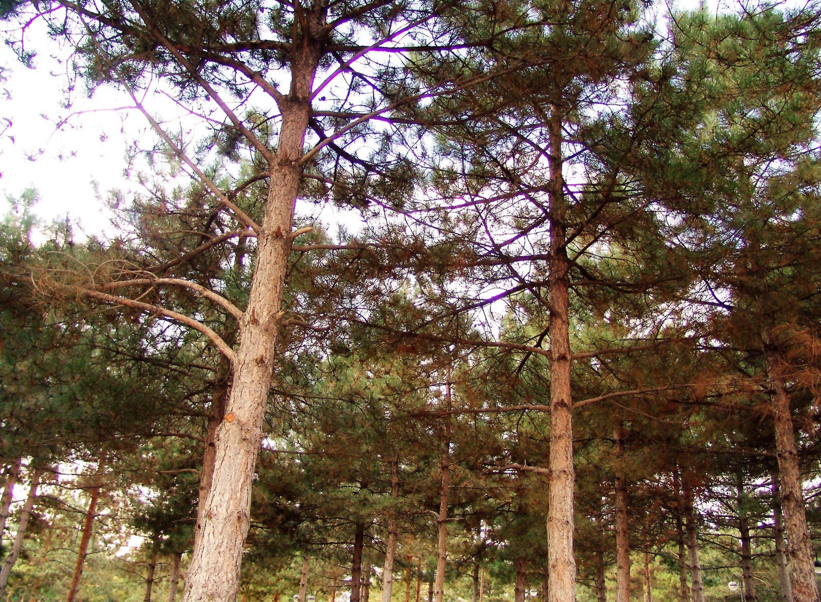 trees on a wooded area are shown against the sky