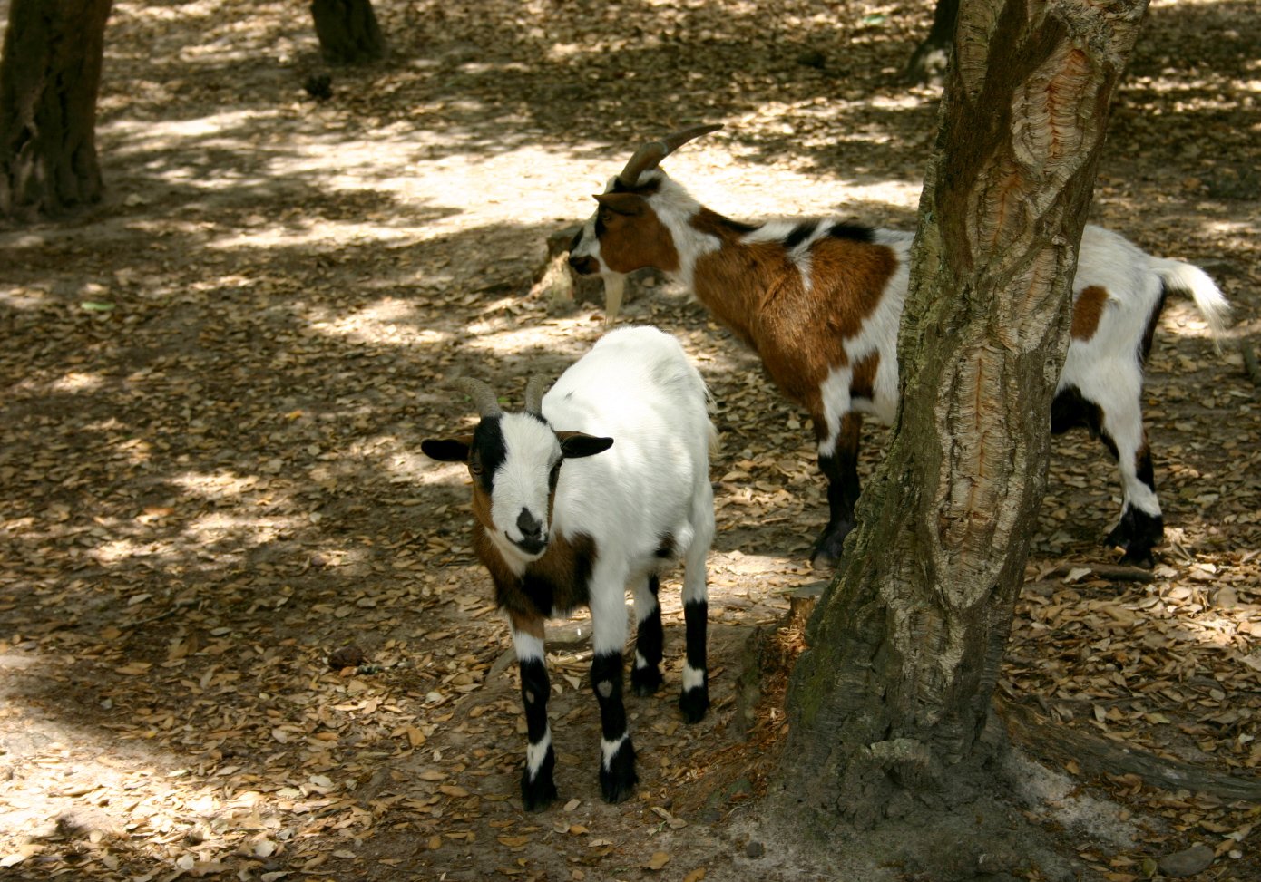 two small goats stand near a tree