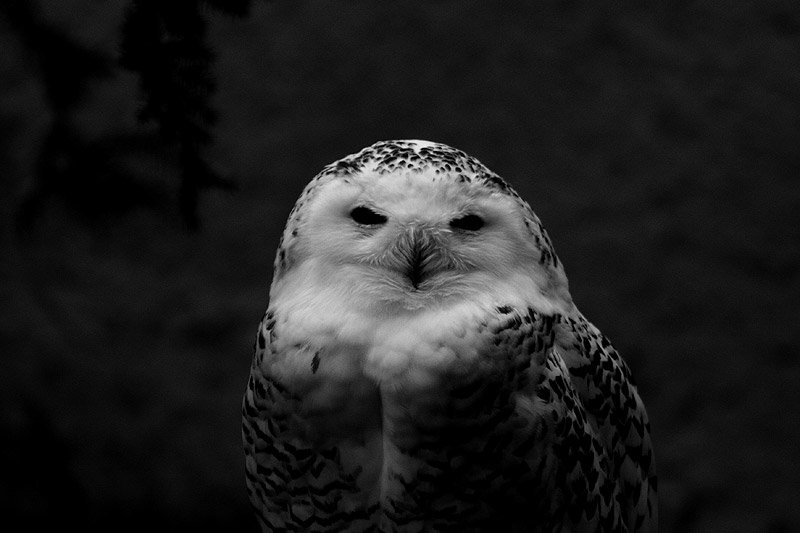 an owl sitting next to a tree in a forest