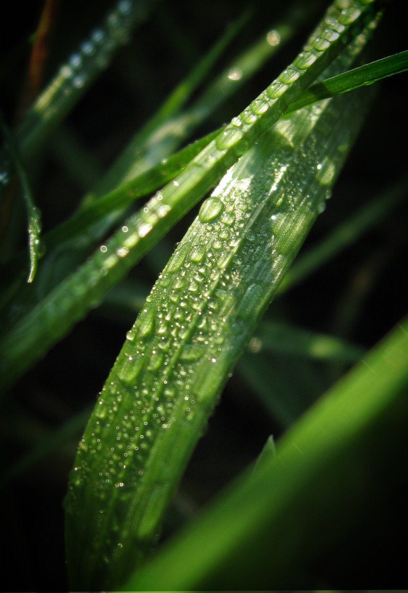 green leaves with dewdrops in the middle