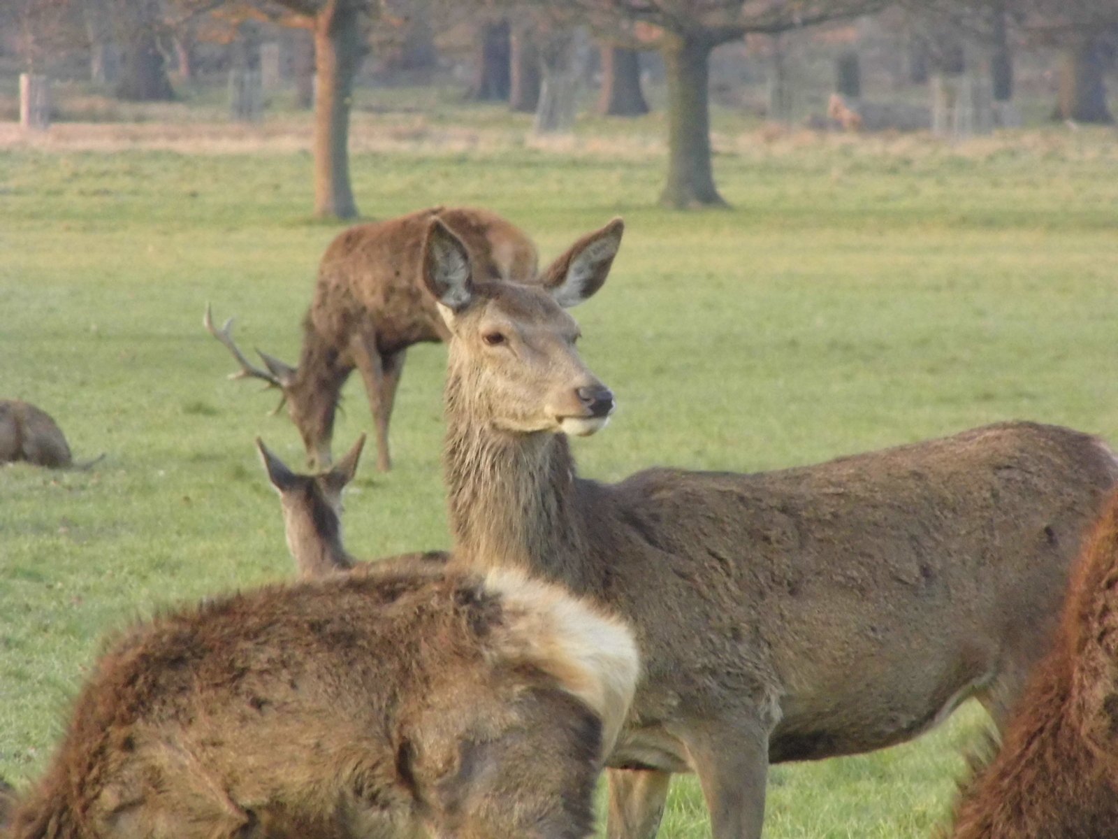 an image of a herd of animals on a grassy field