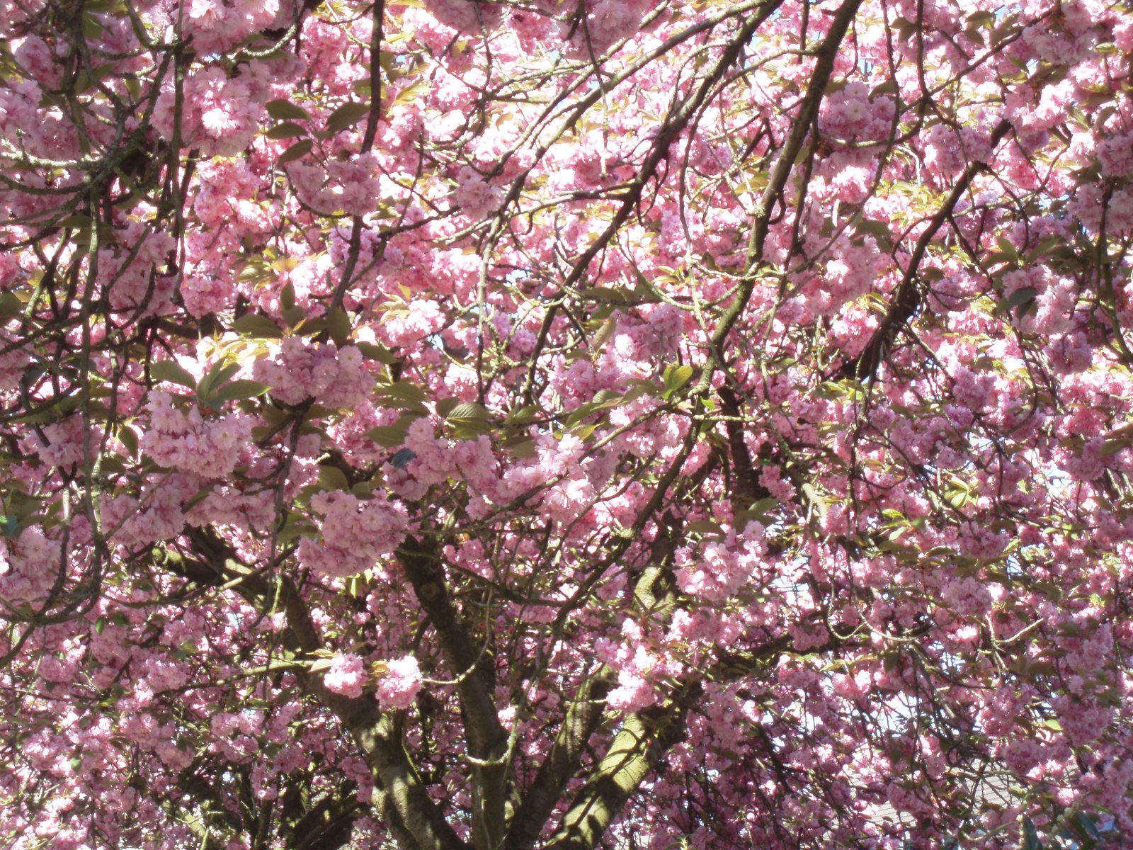 a tree that is very pretty with pink flowers