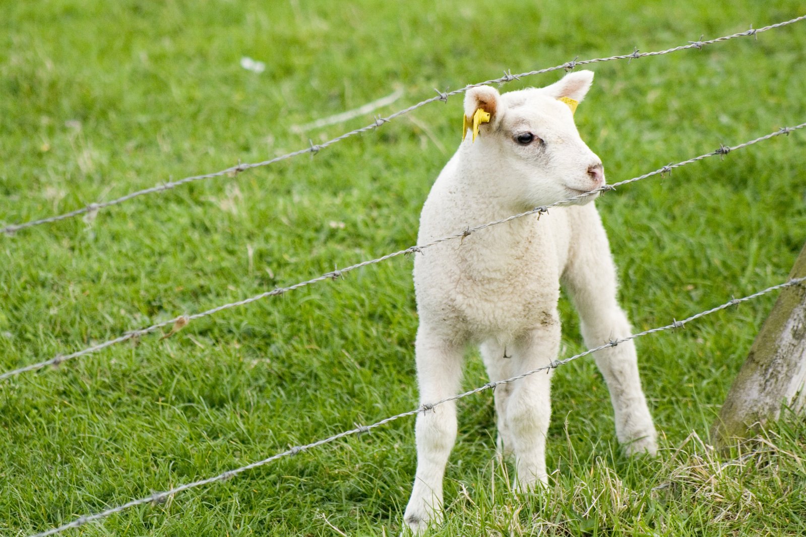 a small lamb standing on top of green grass near a barbed wire fence