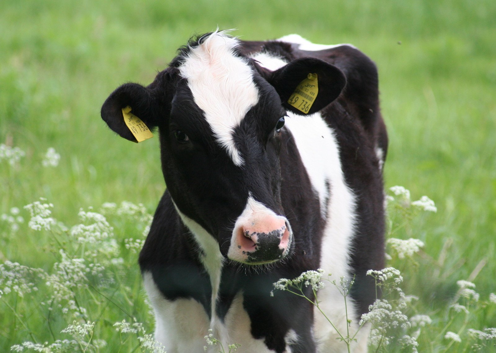a close up of a cow in a field of grass
