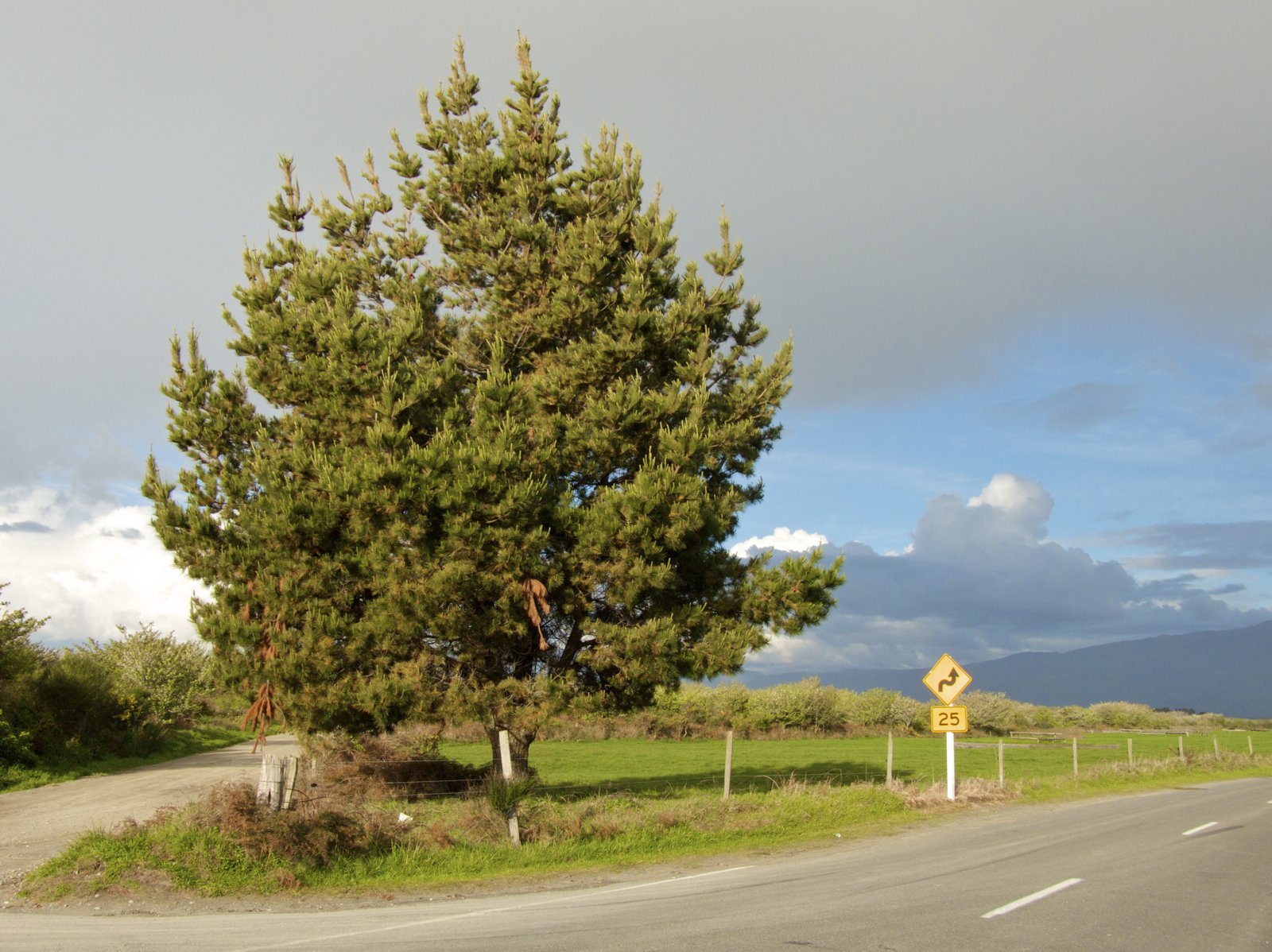 a tall green tree on the side of the road