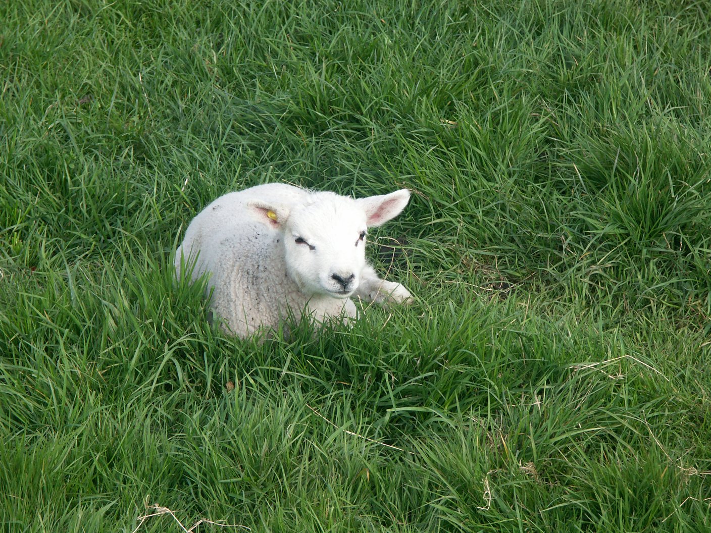 a lamb is sitting in some tall grass