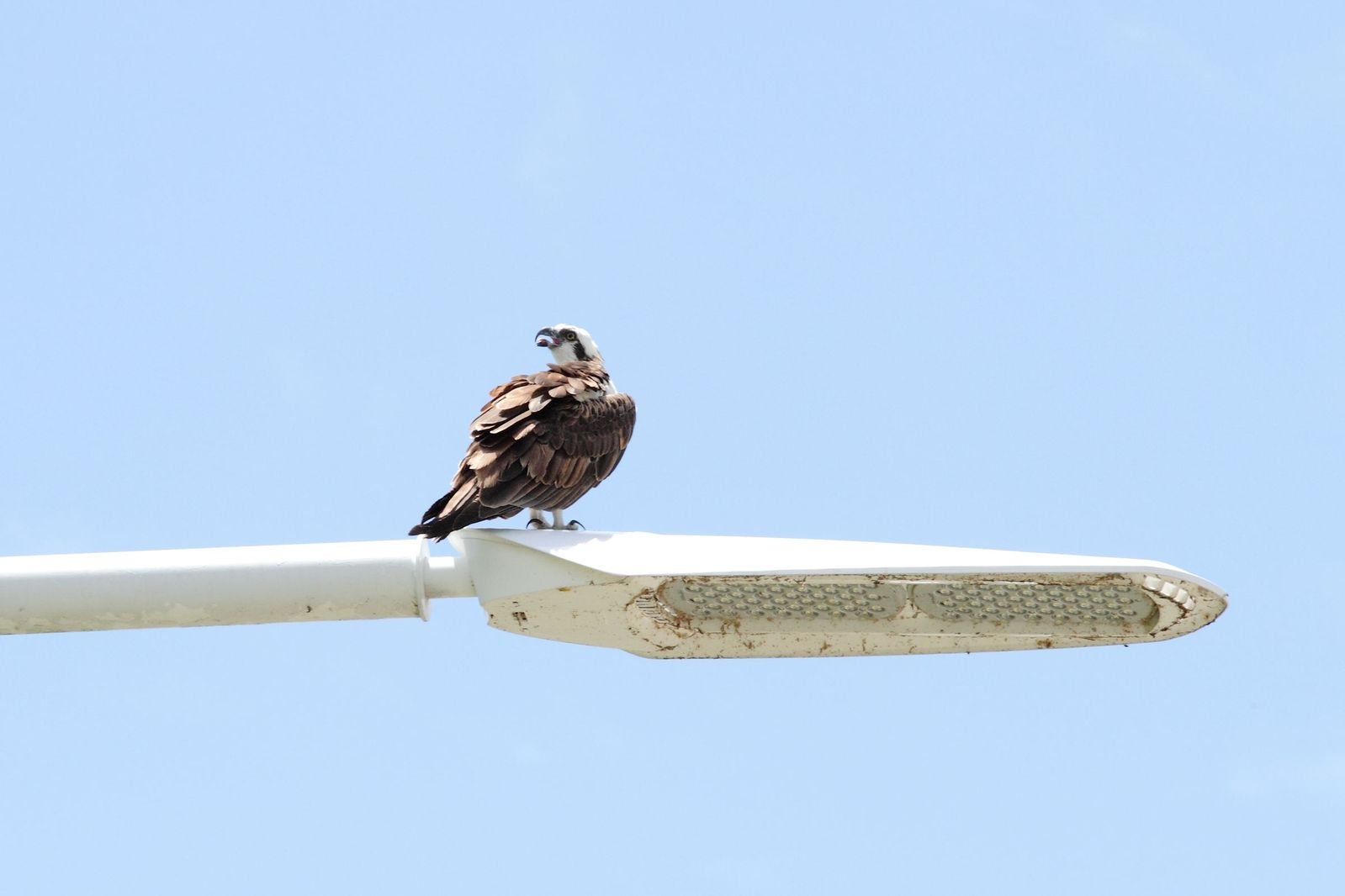 an eagle perched on top of a street light