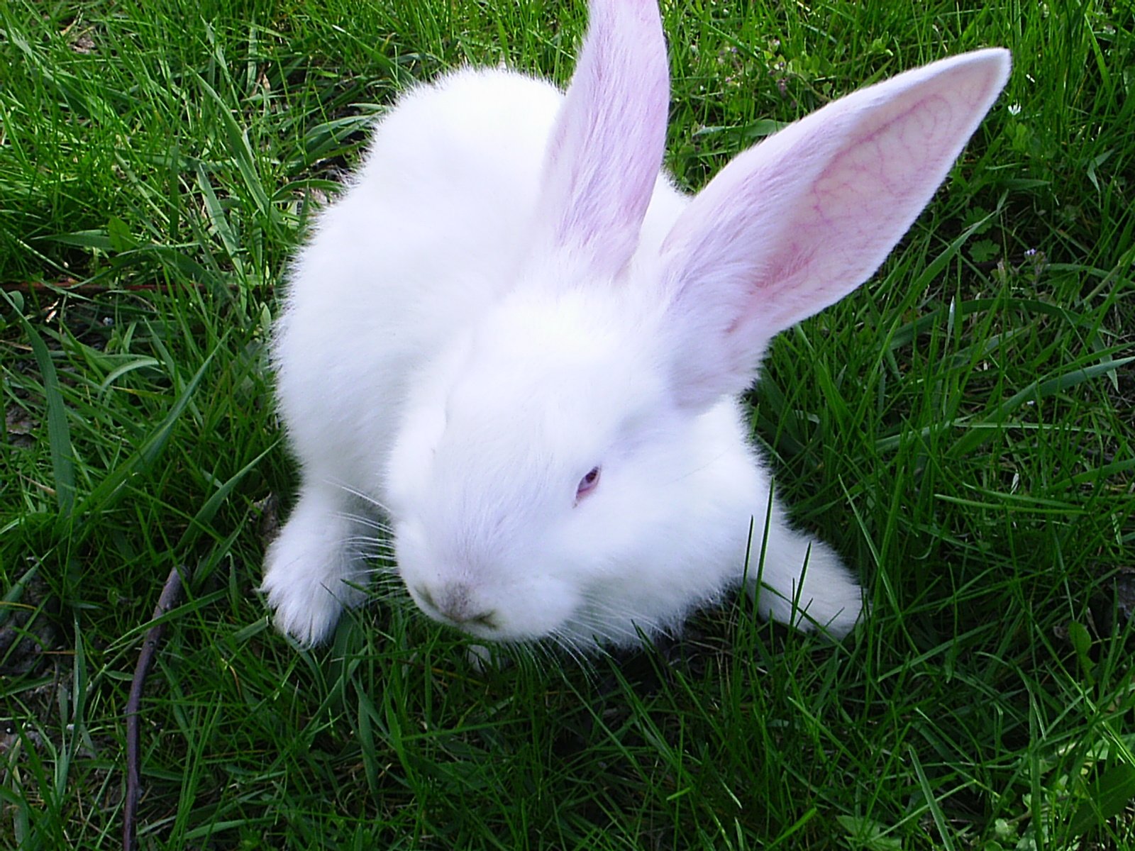 white bunny with pink ears laying in the grass