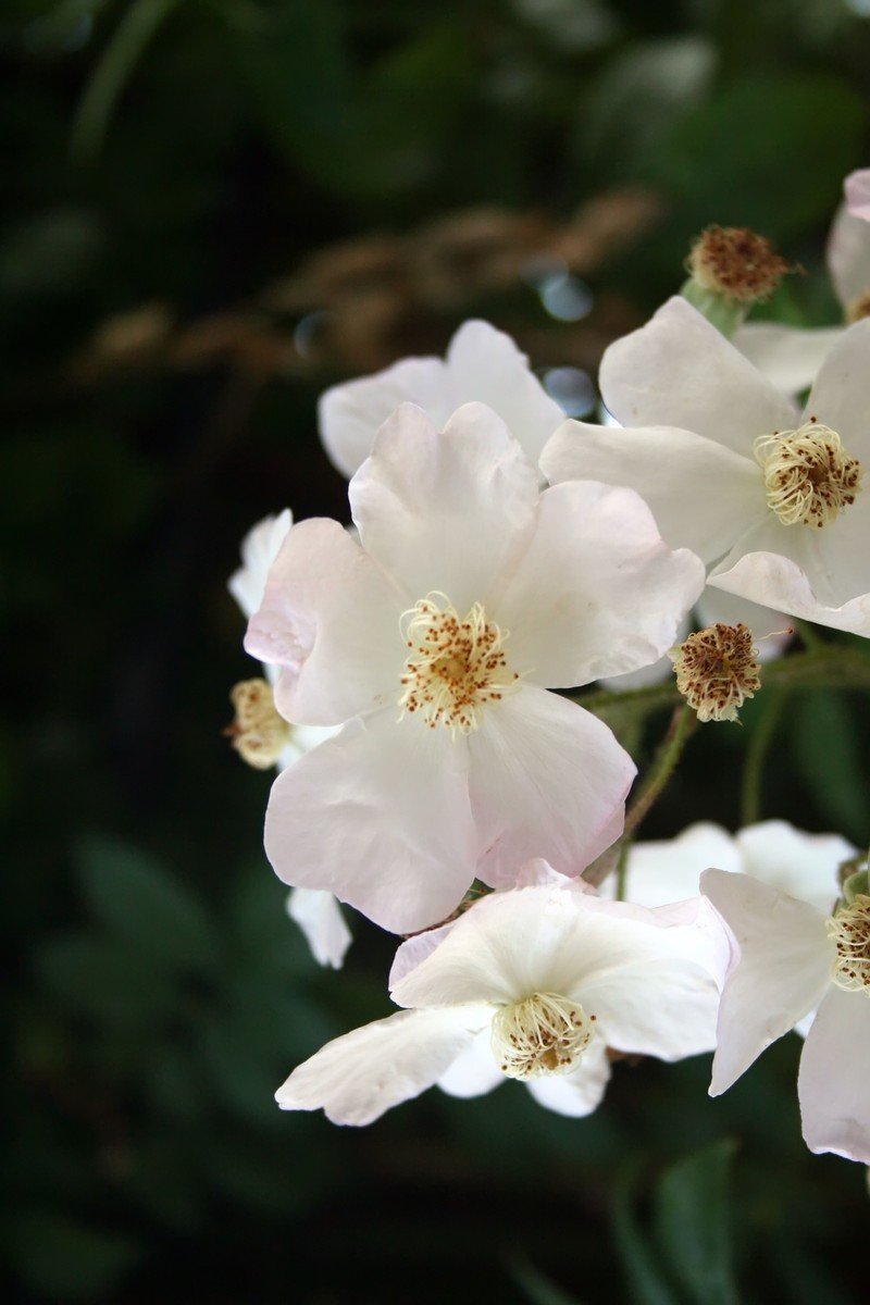three white flowers blooming on a tree