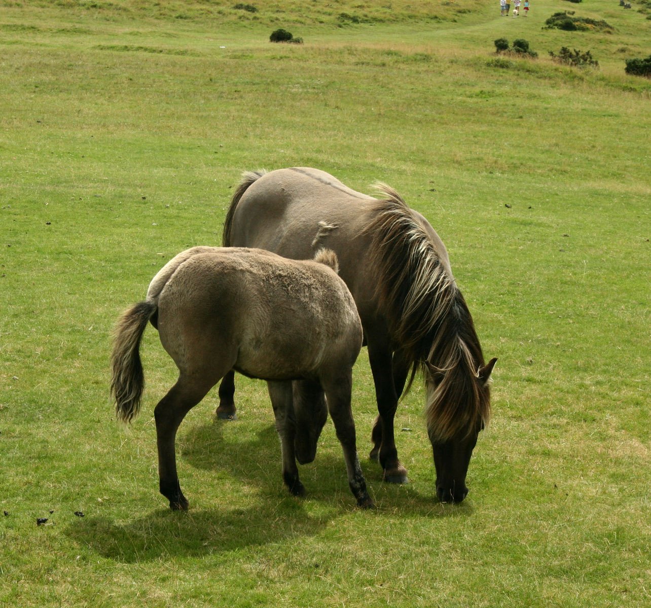 two small horses in a grassy field with one eating