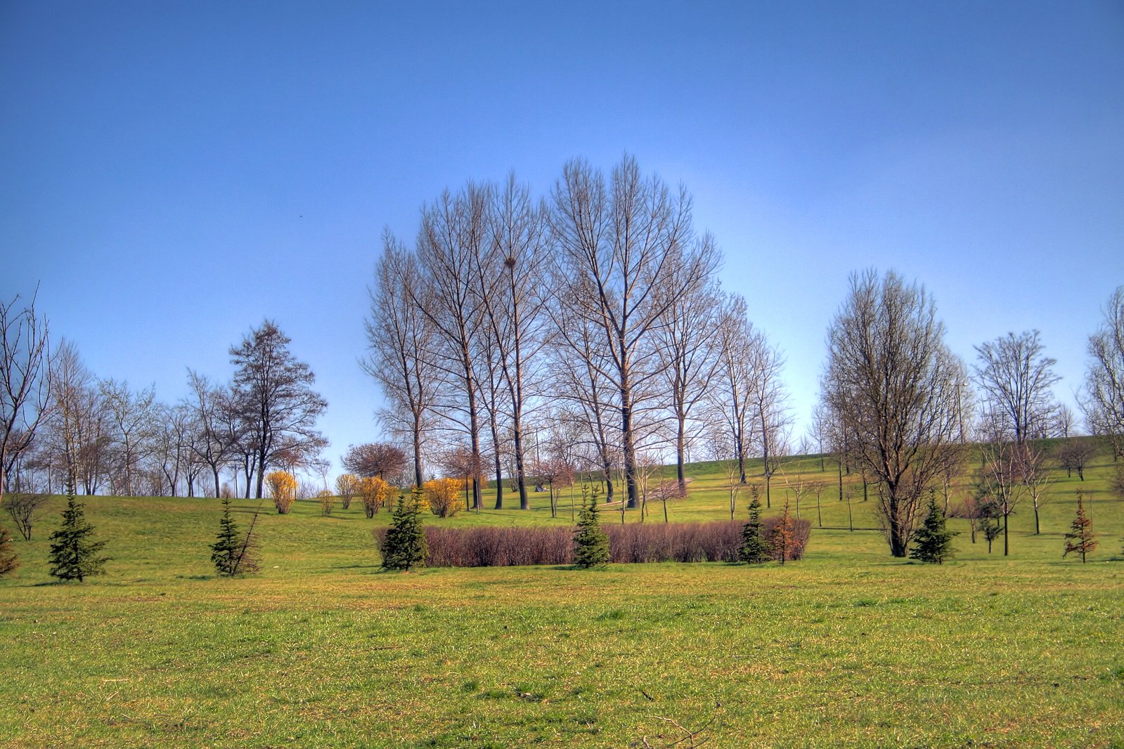 the trees in the meadow are still bare, but the grass is still green