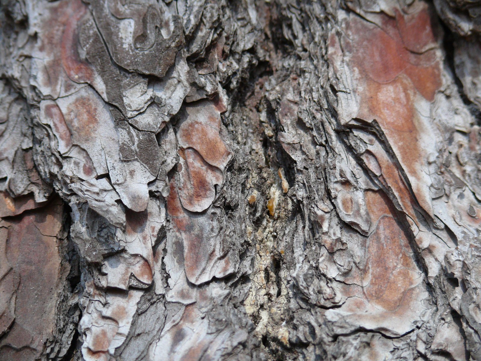 closeup image of bark, with brown, red and yellow lichens