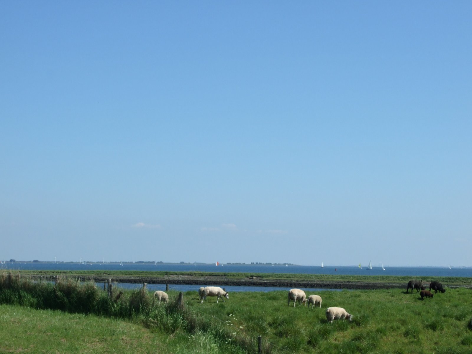 several sheep grazing on grass in a field near water