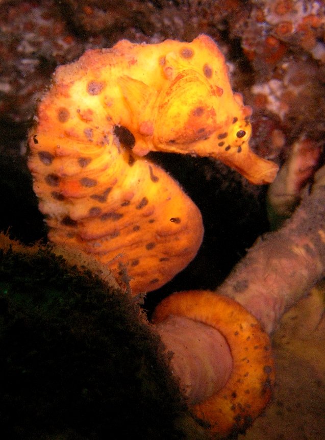 the bright yellow and brown seahorse is on display