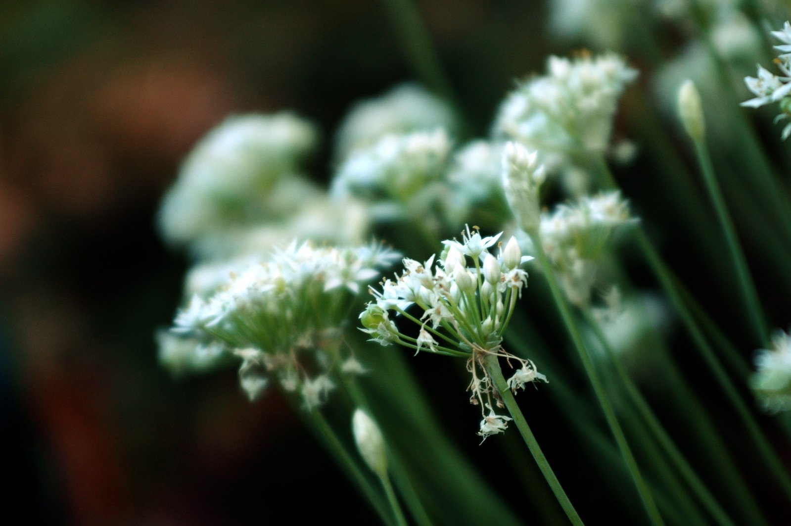 a cluster of tiny white flowers close to each other