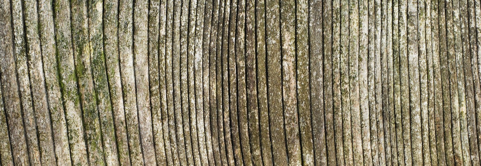 a wooden fence covered in green moss