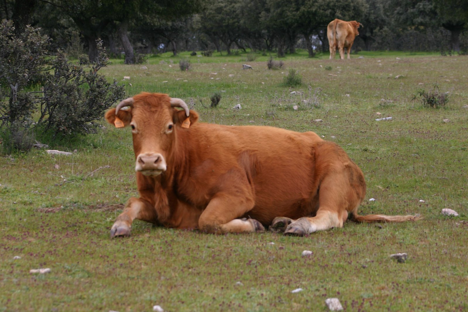 a cow is lying in the grass while another stands