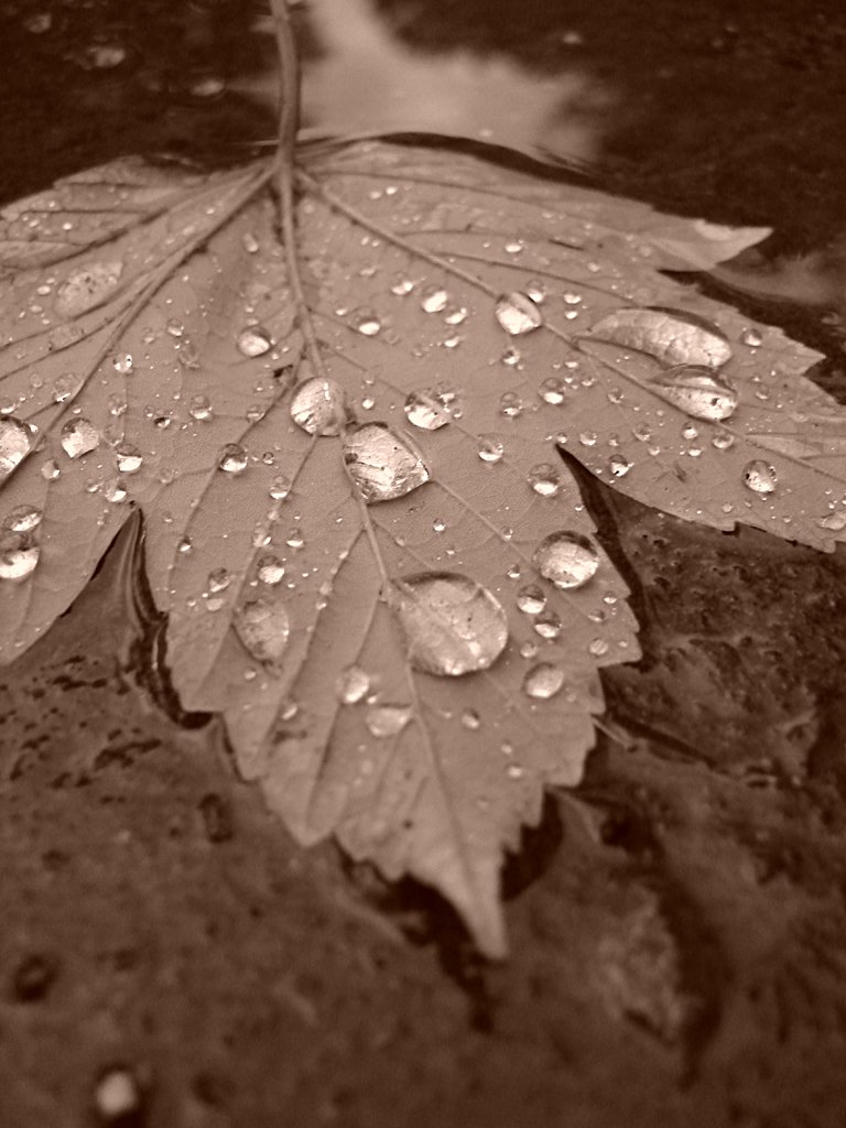 the leaves are in water all over the ground