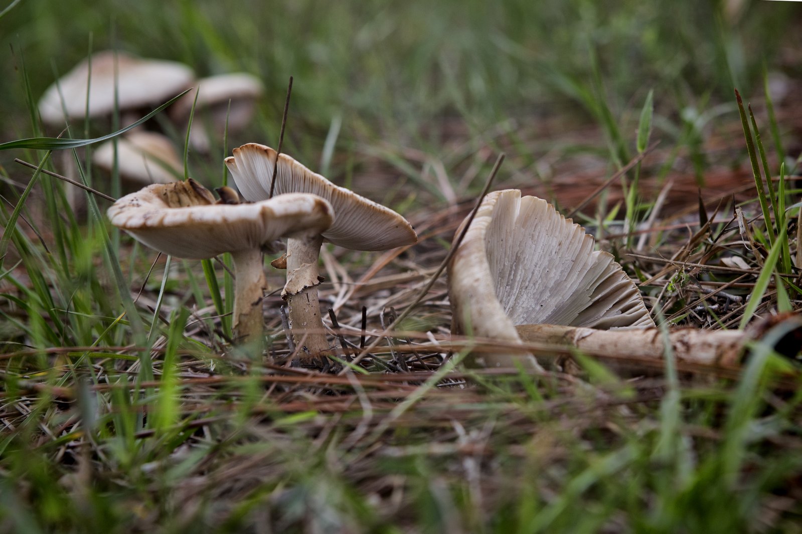 three mushrooms are sitting in the grass near each other