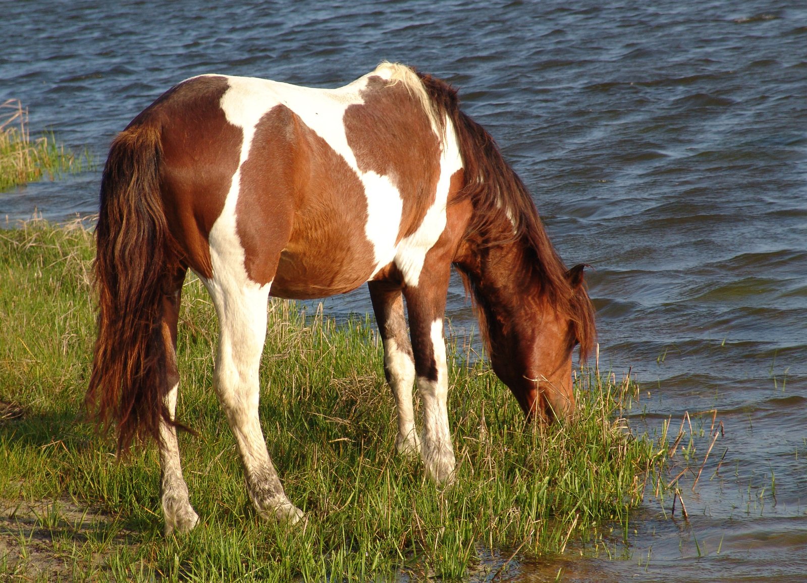 a brown and white horse grazing on grass next to water