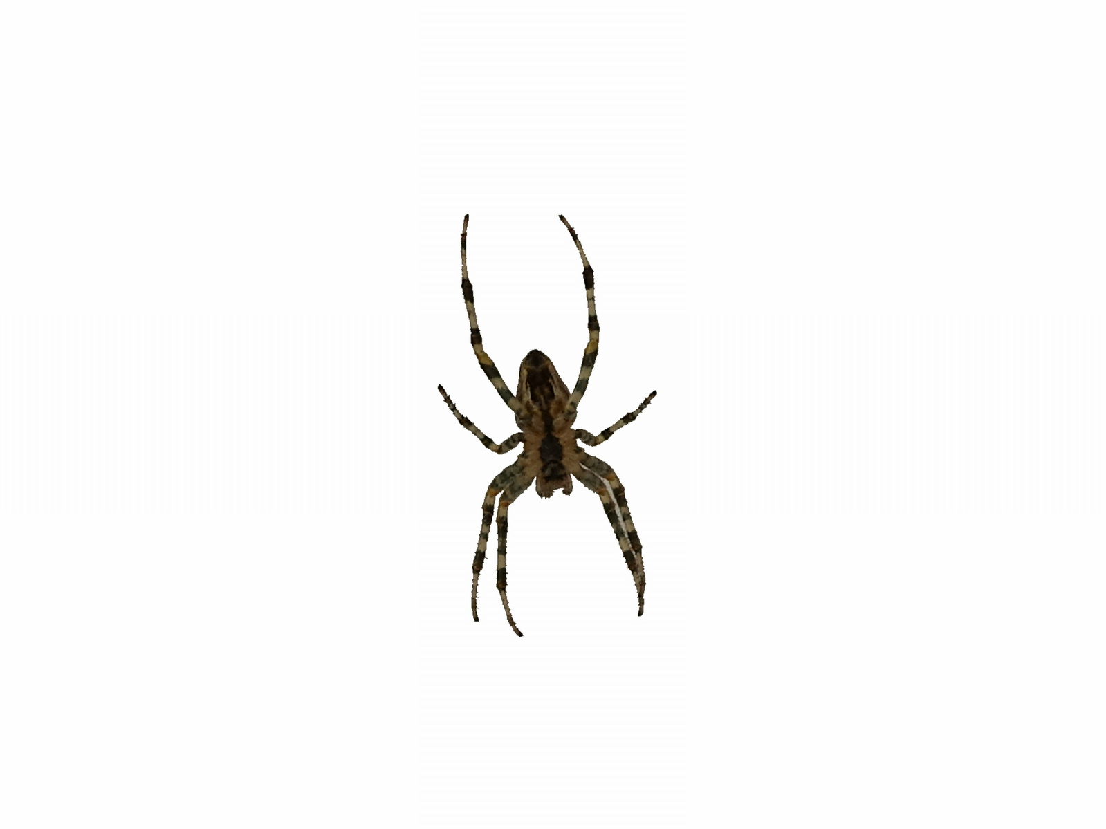 a black and white spider with black spots on its legs