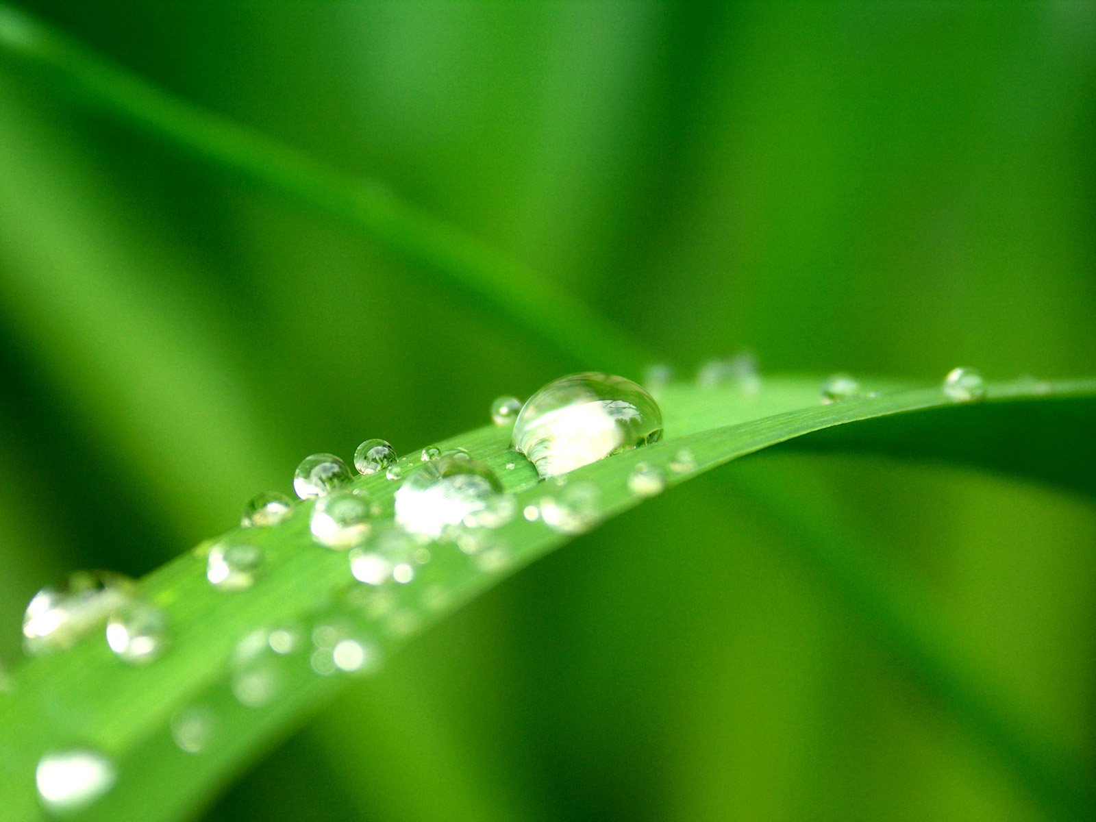 a drop of dew on a blade of green grass