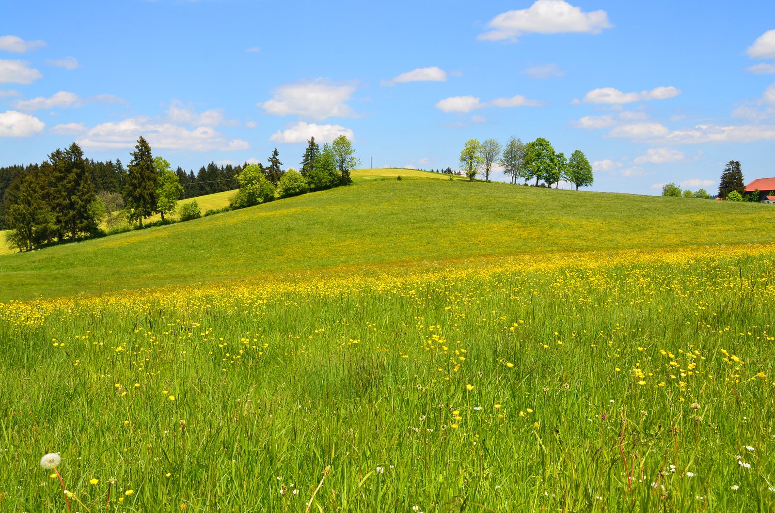 the grassy field is full of wildflowers and trees