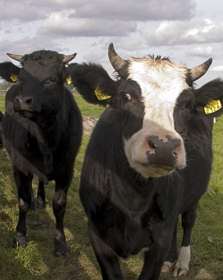 a group of cattle that are standing in the grass