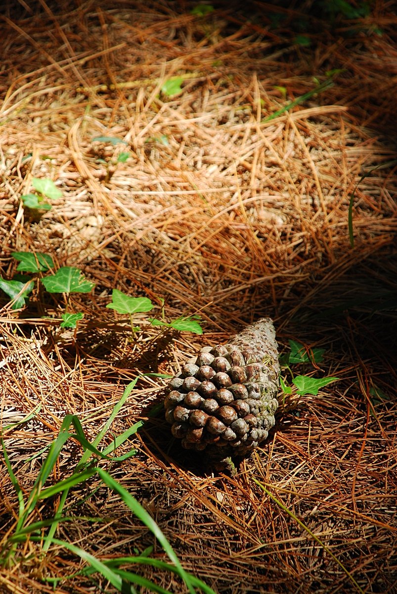 a pine cone lying on the ground surrounded by grass