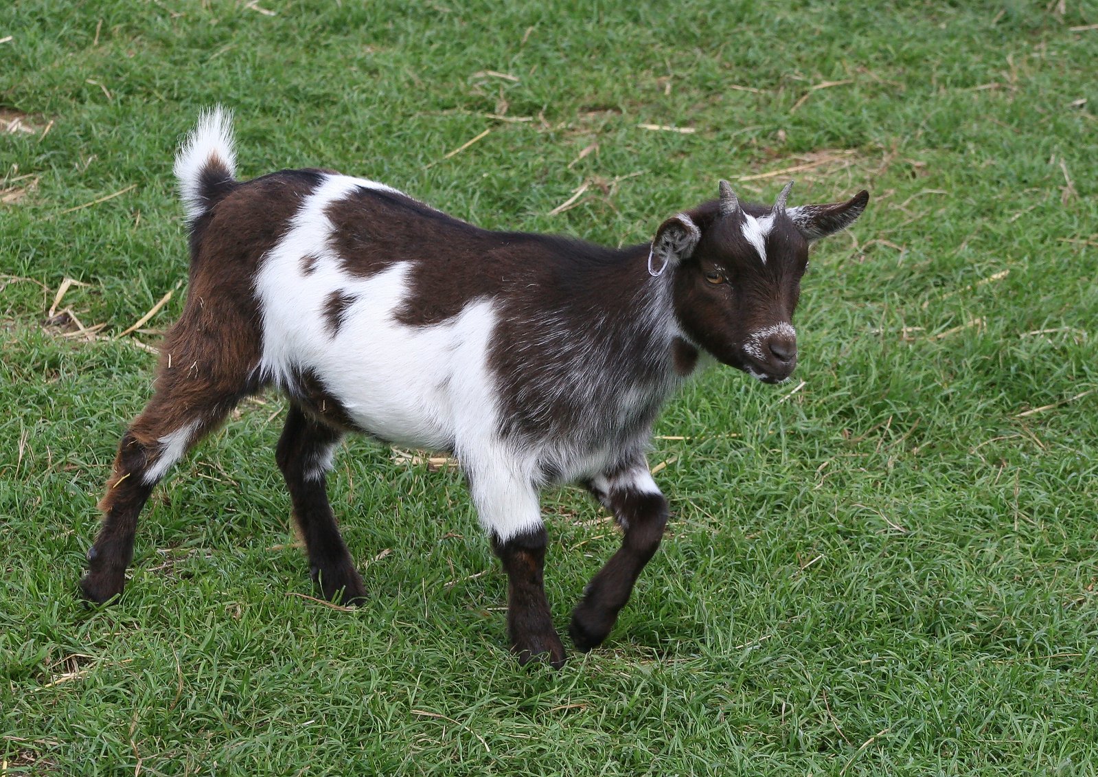 a young goat walking in the grass of an open field