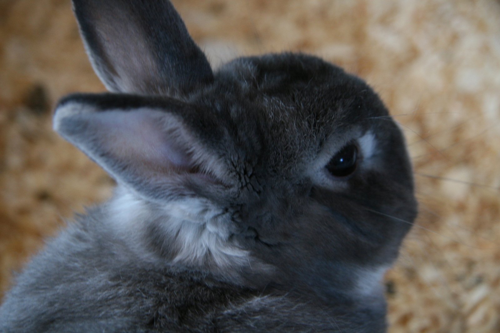 a black and grey bunny with one ear bent
