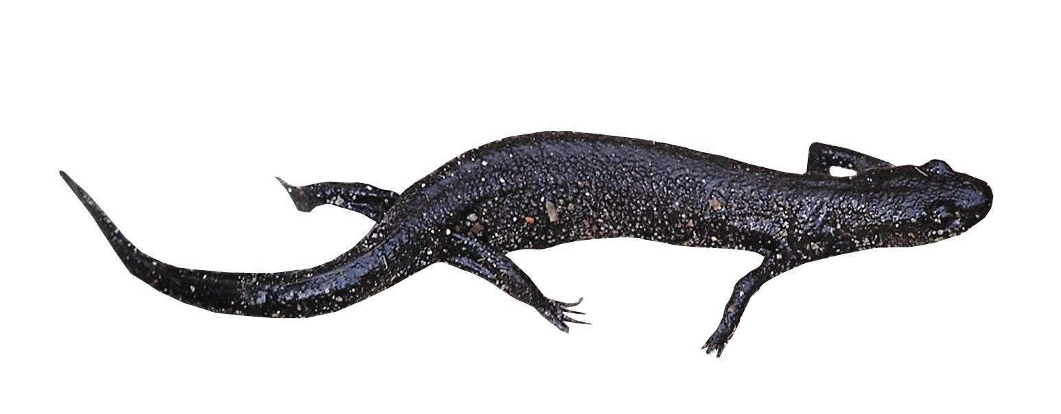 an illustration of a black lizard with sharp fangs