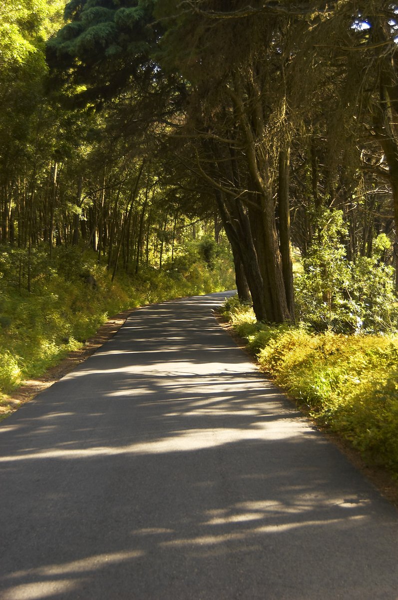 a tree lined road with no traffic on it